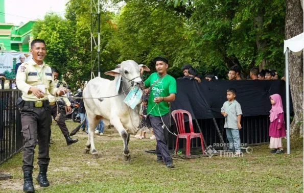 PT TIMAH Salurkan Ratusan Hewan Kurban di Momen Idul Adha