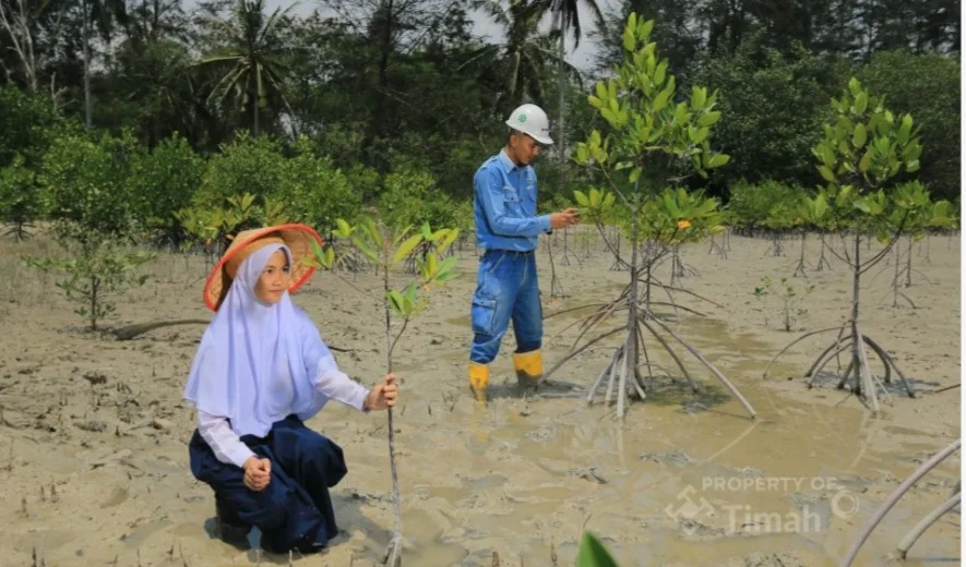 Puluhan Ribu Mangrove Ditanam Sepanjang 2025, PT TIMAH Dukung Target Net Zero Emissions 2060